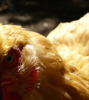 chick.jpg