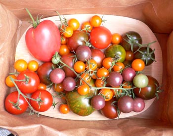 Late Harvest Tomatoes